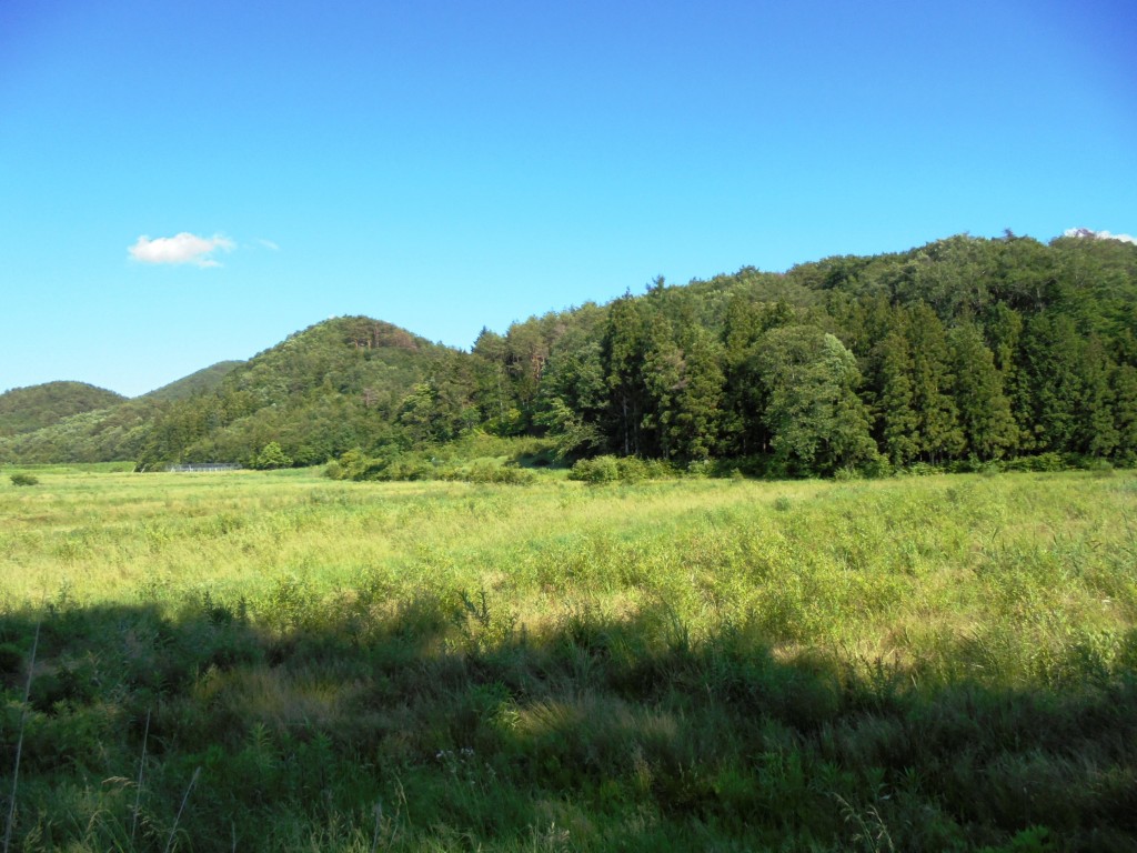 飯舘村の手つかずの水田